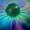 ImmunoCellular Therapeutics,