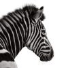 Investec plc