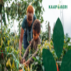 KAL Group Limited